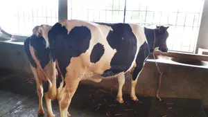 ১০৬০নং ভালো জাতের ২টি গাভী বিক্রি ।