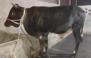 ভালো মানের ষাড়