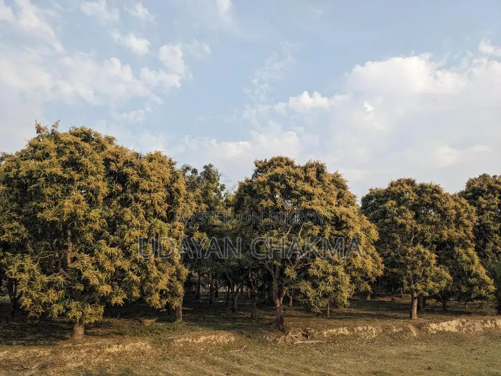 Advance Sale of Mixed Mango Harvest for the Current Season