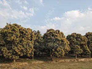 Advance Sale of Mixed Mango Harvest for the Current Season
