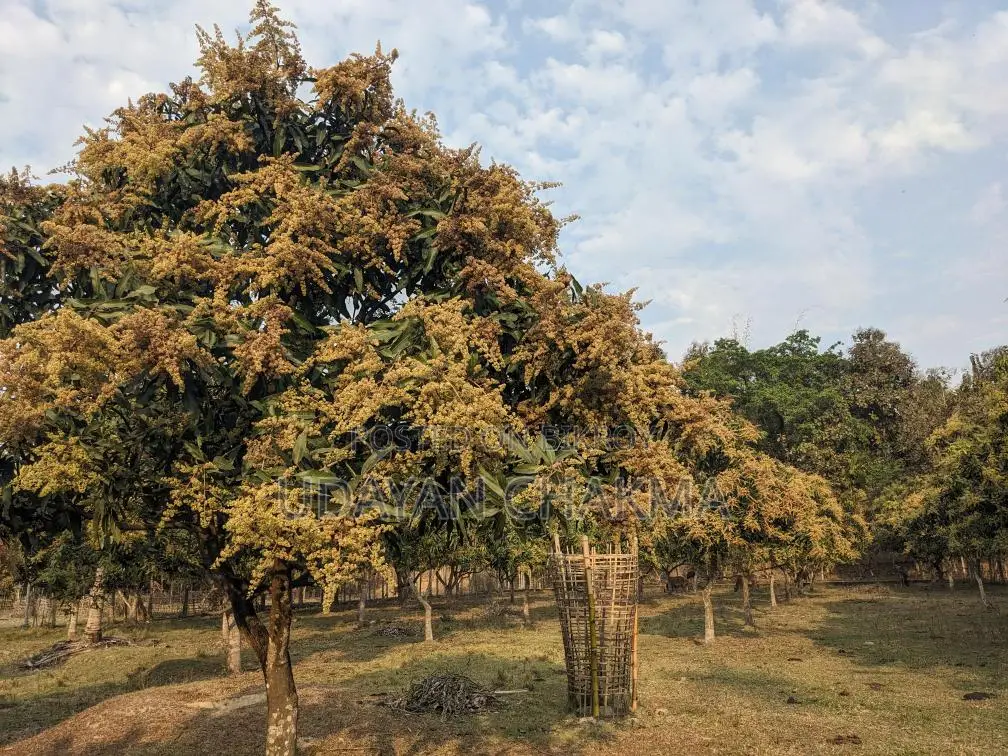 Advance Sale of Mixed Mango Harvest for the Current Season