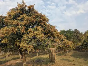 Advance Sale of Mixed Mango Harvest for the Current Season