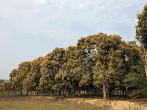 Advance Sale of Mixed Mango Harvest for the Current Season
