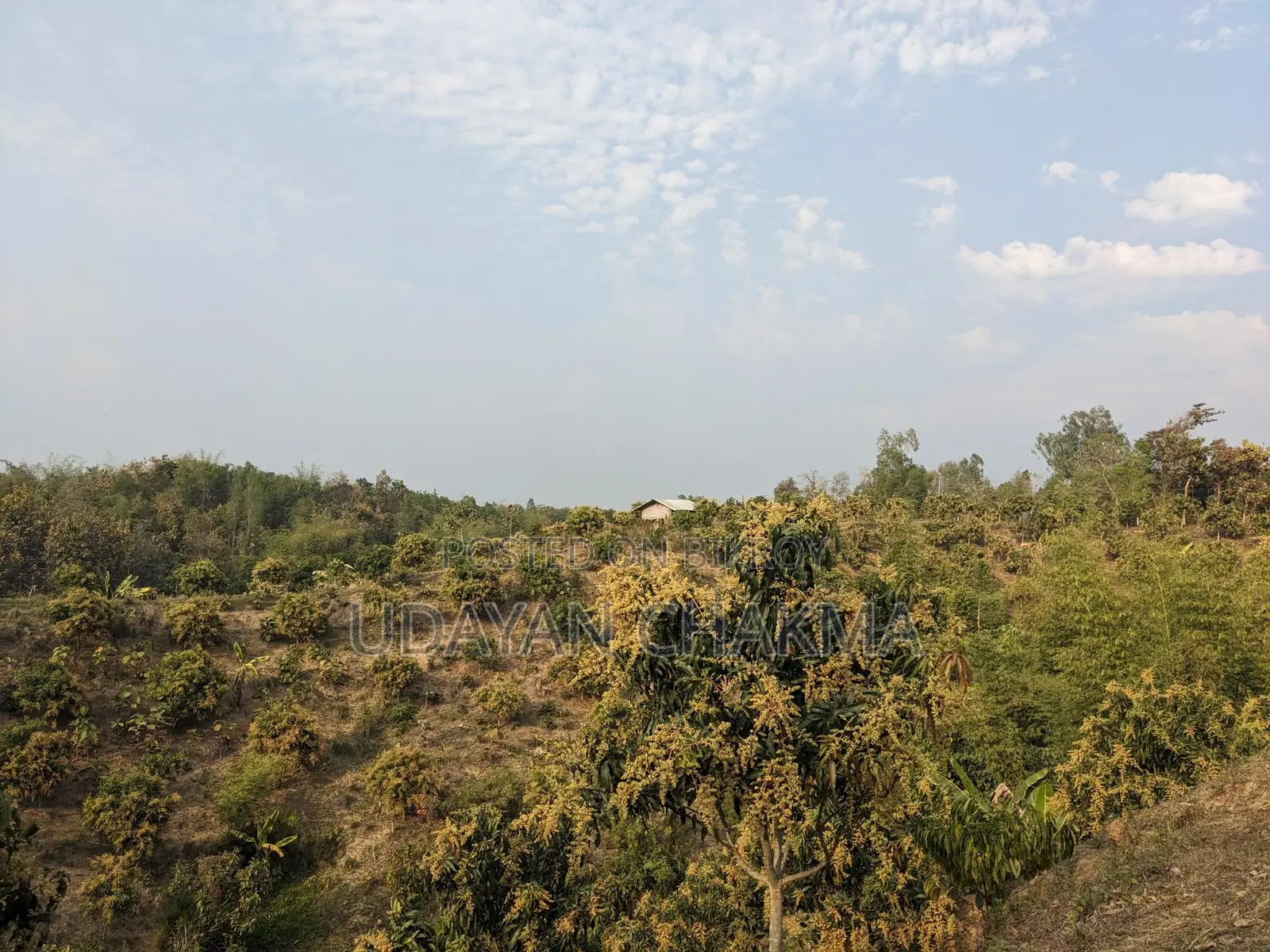 Advance Sale of Mixed Mango Harvest for the Current Season