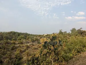 Advance Sale of Mixed Mango Harvest for the Current Season