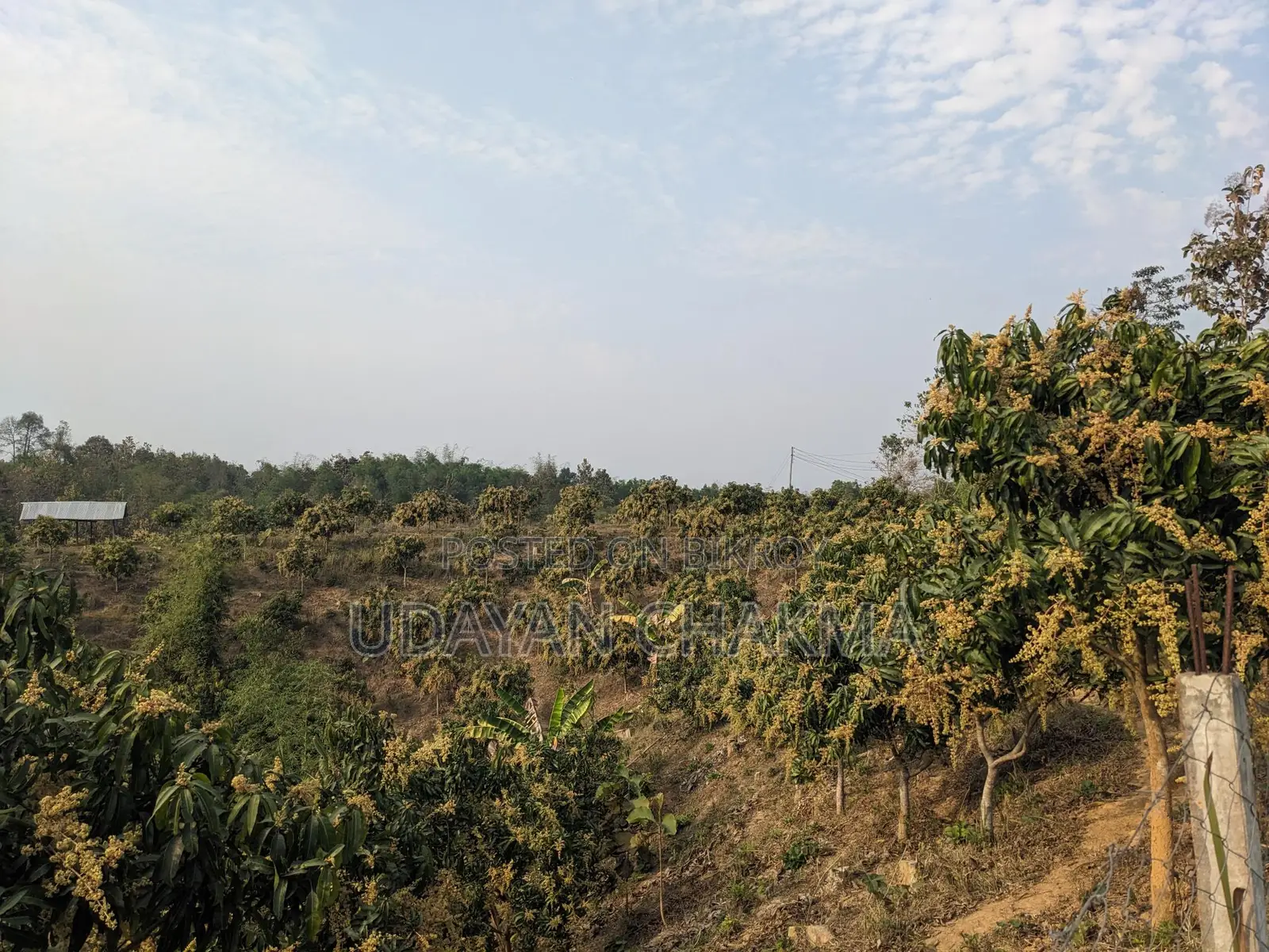 Advance Sale of Mixed Mango Harvest for the Current Season