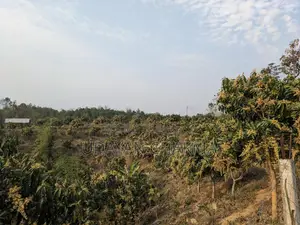 Advance Sale of Mixed Mango Harvest for the Current Season