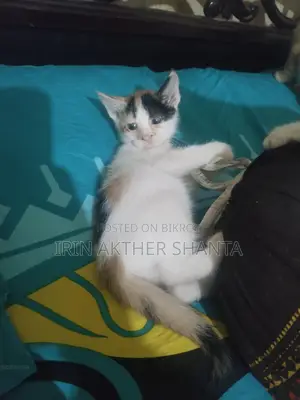 Cat for adoption