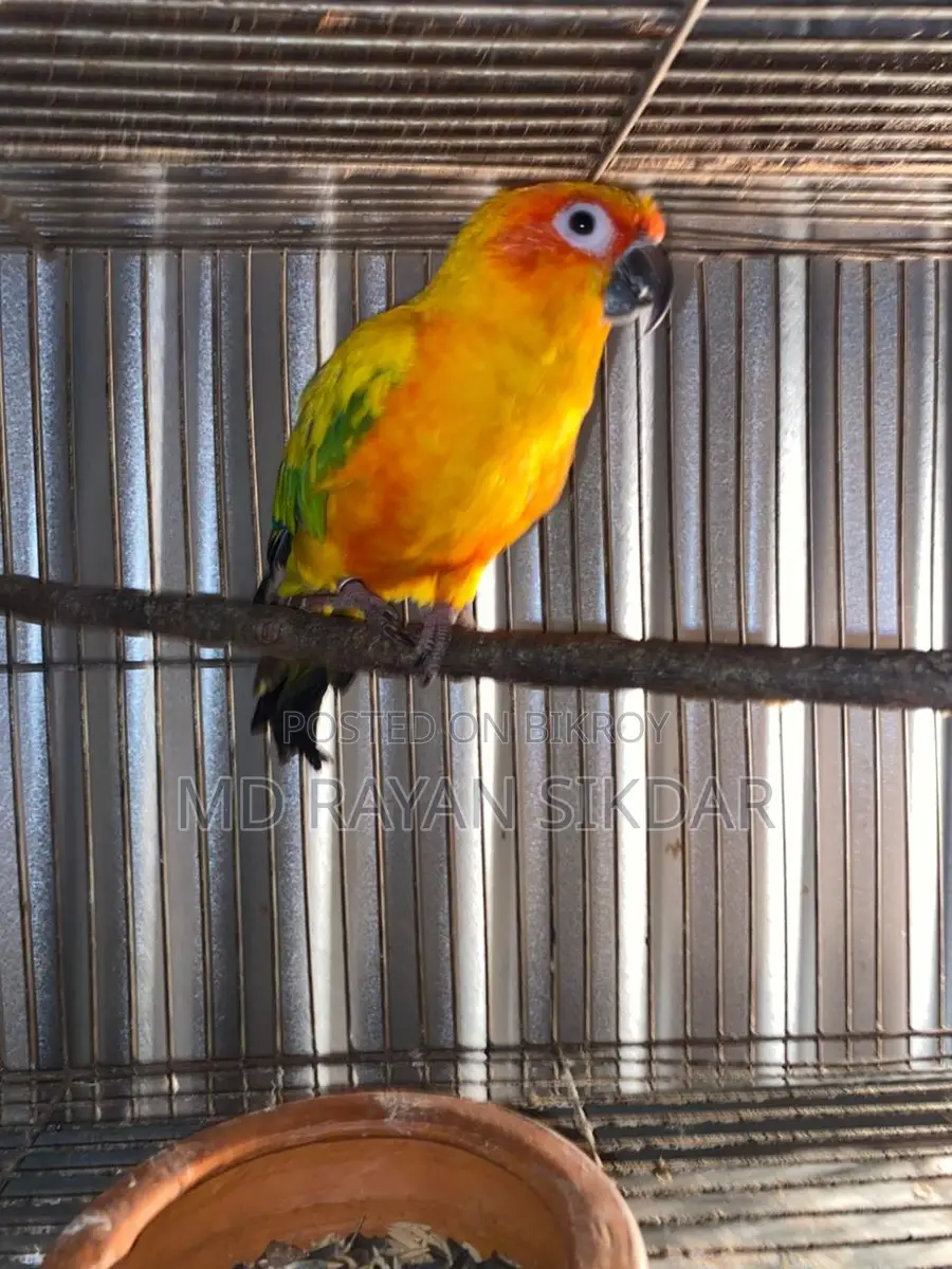 Sun Conure Male