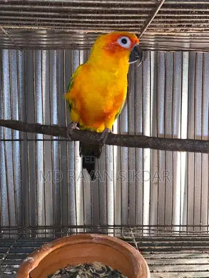 Sun Conure Male