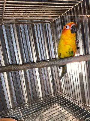 Sun Conure Male
