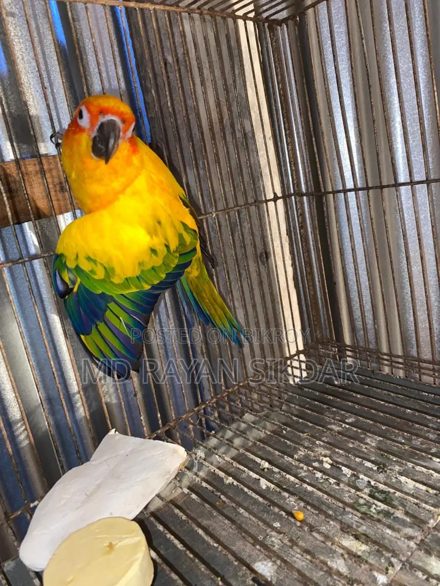 Sun Conure Male