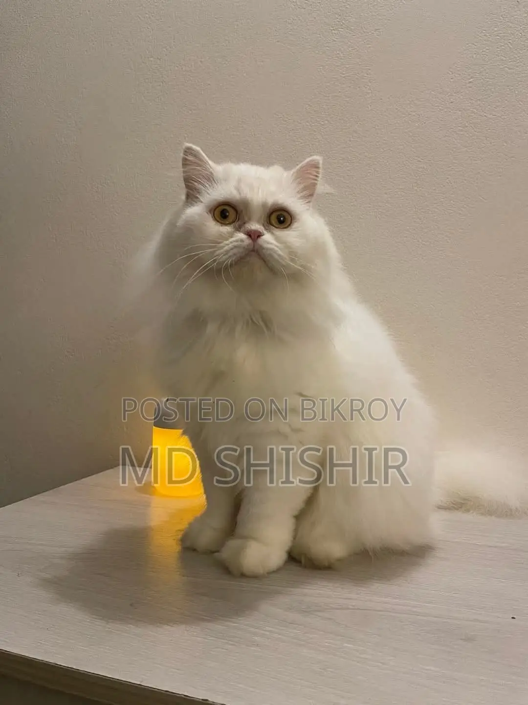 Persian Adult Active Male Female