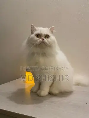 Persian Adult Active Male Female