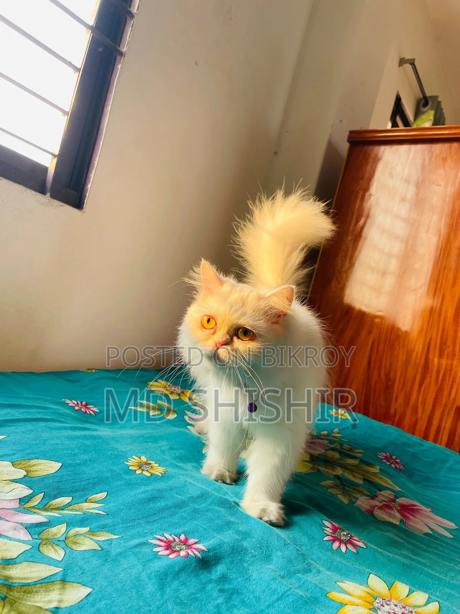 Persian Adult Active Male Female