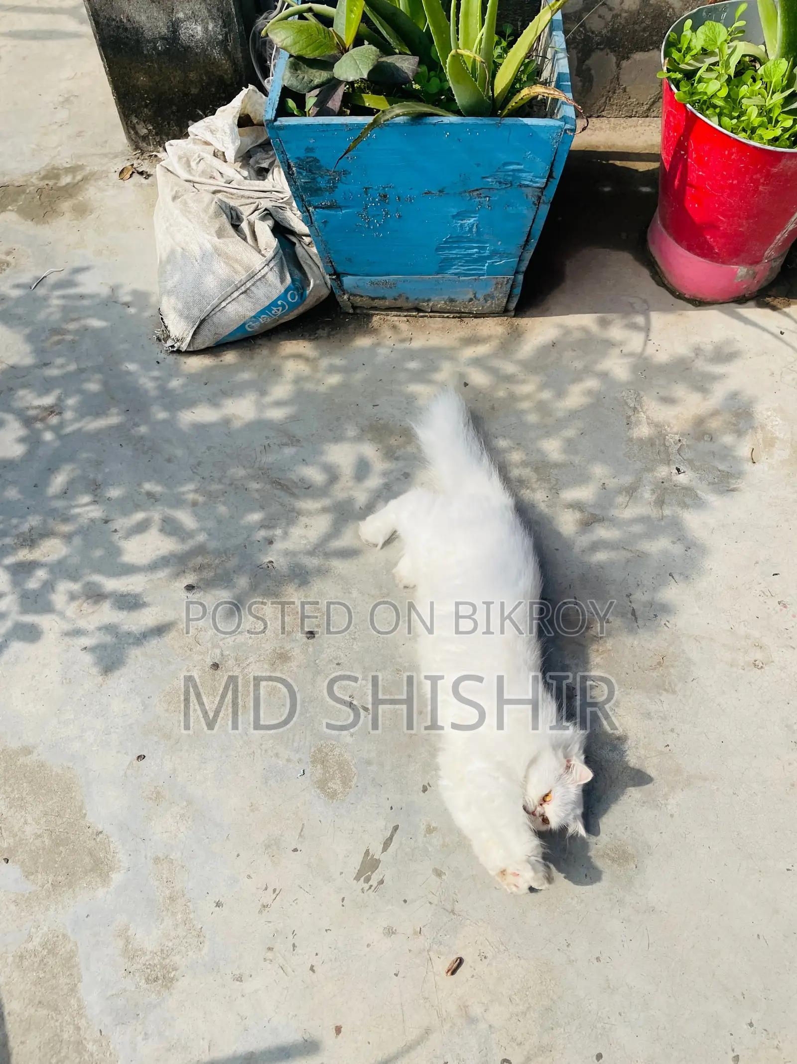 Persian Adult Active Male Female