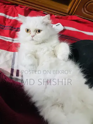Persian Adult Active Male Female