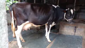১০৬১ নং গাভী গরু বিক্রি।