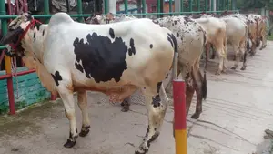 ৯১৫ নং উন্নত জাতের ৭টি এড়ে বাছুর এক বিক্রয় হবে ।