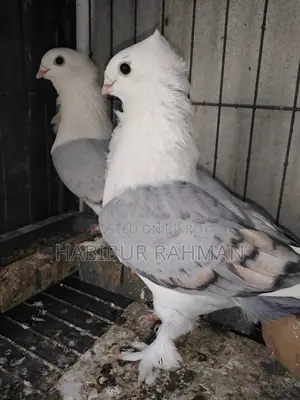 কবুতর বিক্রয়