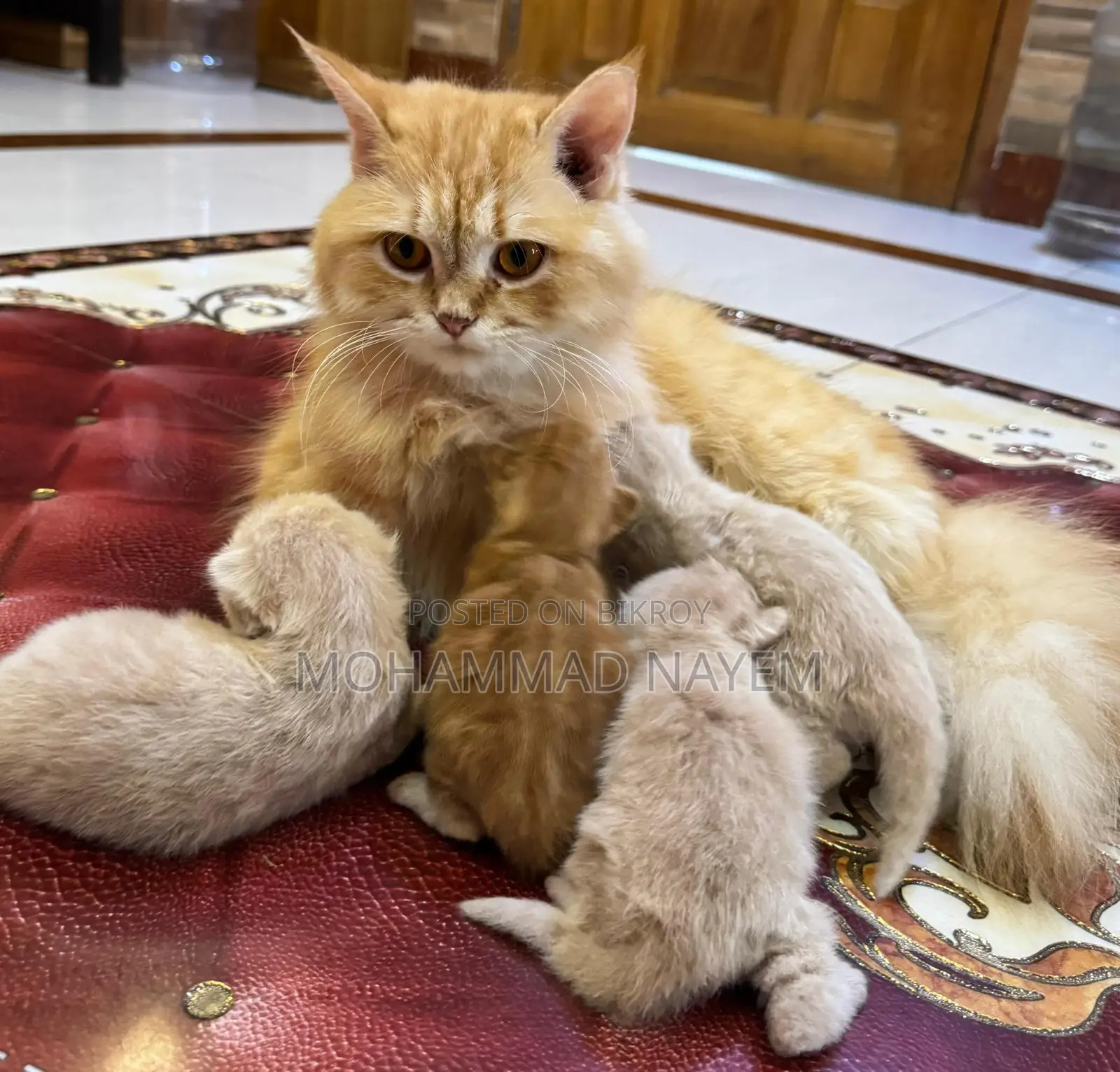 Pure Persian Cat with 4 Kittens