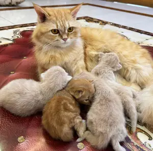 Pure Persian Cat with 4 Kittens