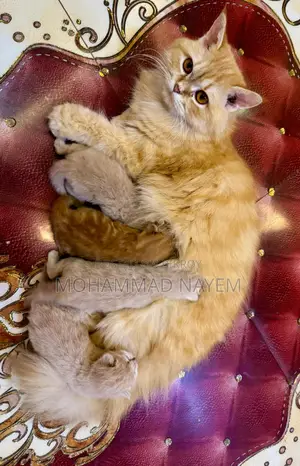 Pure Persian Cat with 4 Kittens