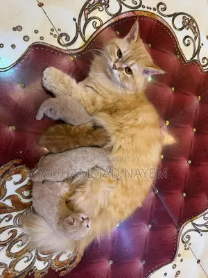 Pure Persian Cat with 4 Kittens