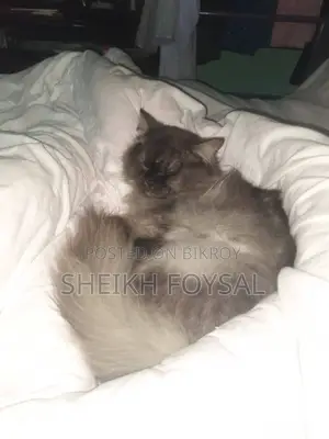 Traditional Persian Cat Kallu