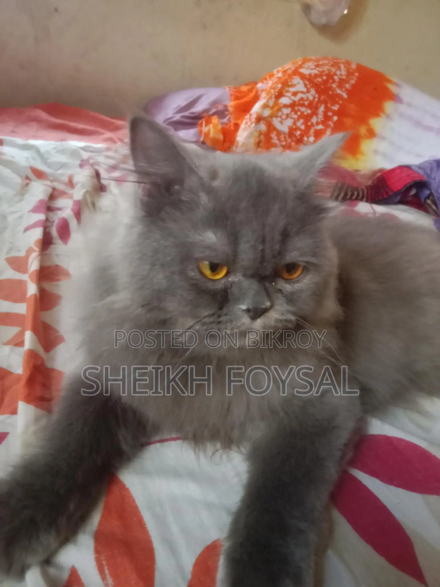 Traditional Persian Cat Kallu