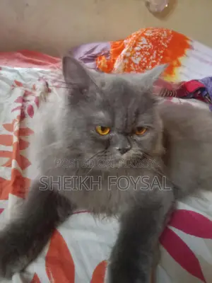 Traditional Persian Cat Kallu