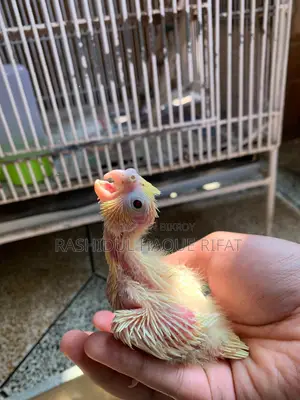 লুটিনো পার্ল টেম সাইজ ককাটেল বেবি
