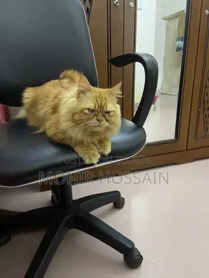 Persian cat