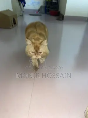 Persian cat