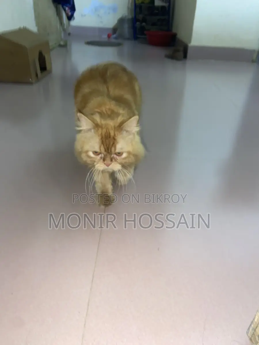 Persian cat