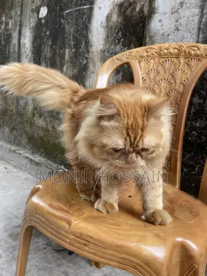 Persian cat
