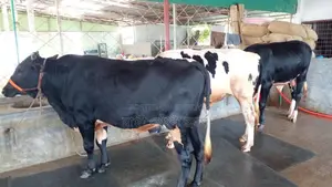 ১০৭৪নং বড় ৩টি এড়ে ষাঁড় বিক্রি ।