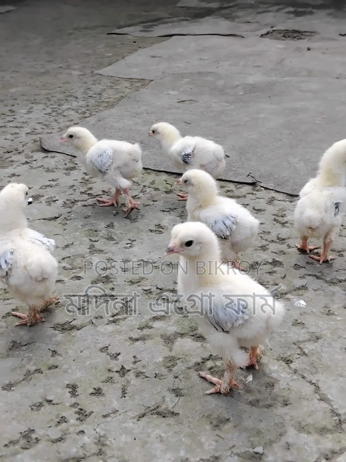 Columbian Brahma Chicken