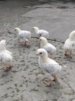 Columbian Brahma Chicken