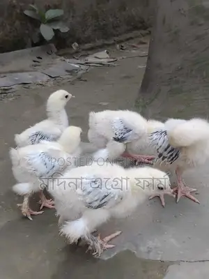 Columbian Brahma Chicken