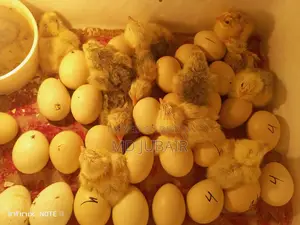 ব্রাহমা বাচ্চা
