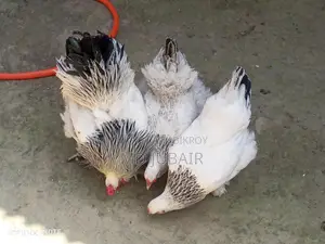 ব্রাহমা বাচ্চা
