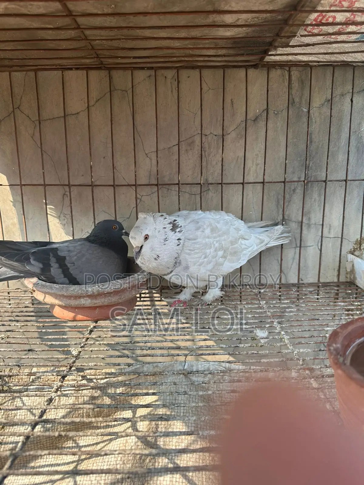 Giribaz Pigeon 100% Pure Pair with Eggs + Cage for Sale