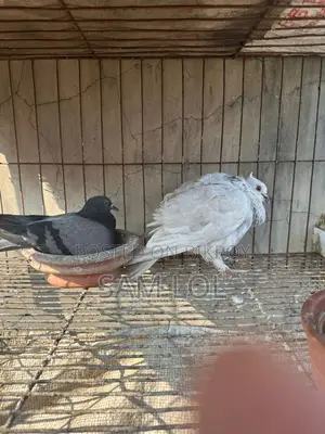 Giribaz Pigeon 100% Pure Pair with Eggs + Cage for Sale