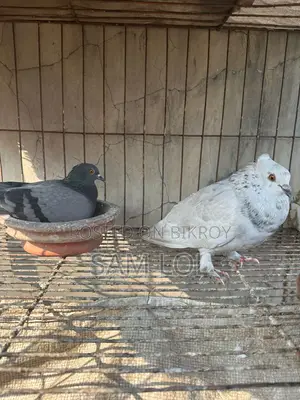 Giribaz Pigeon 100% Pure Pair with Eggs + Cage for Sale