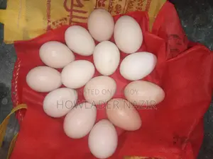 লাইট ব্রাহামা ও শট সিল্কি মুরগির বীজ ডিম প্রতি পিস
