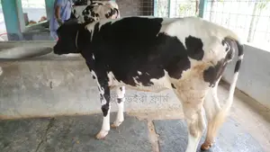 Heifer No. 1071 for sale, good breed.