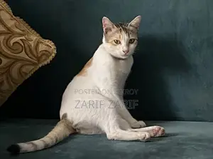 Female Cat Adoption