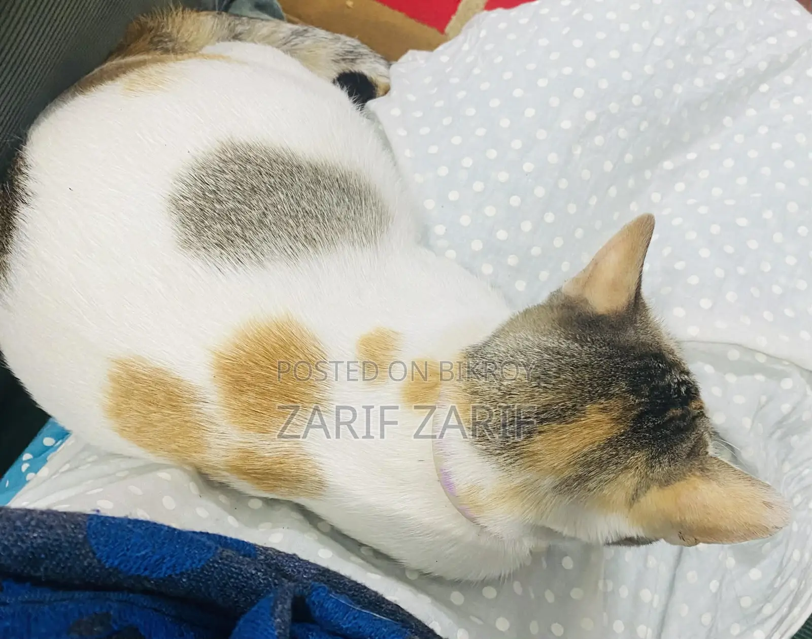 Female Cat Adoption