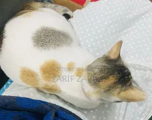 Female Cat Adoption